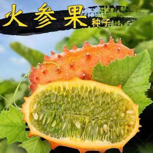 �������N�ӷ����۹ϷN�Ѵ̽ǹϻ��ǹ��� ��������ɫˮ���N�Ӱ��]