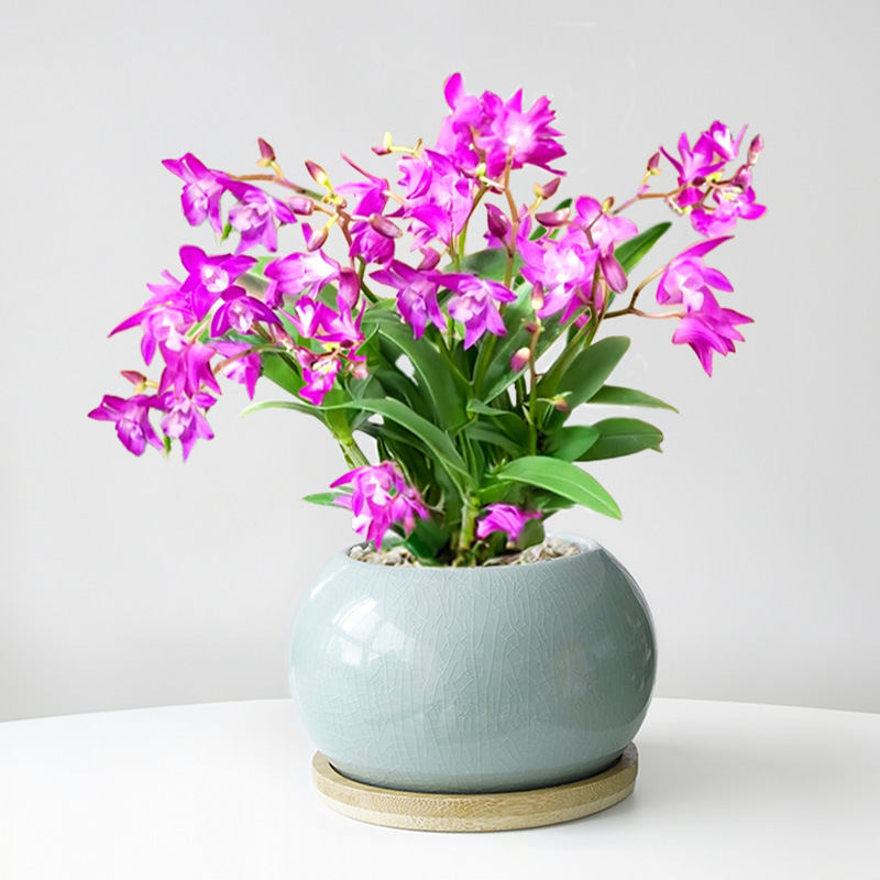 Perfume dendrobium orquídea planta en maceta con brotes de flores flores de cuatro estaciones flores de interior plantas verdes de oficina orquídea de escritorio bonsai