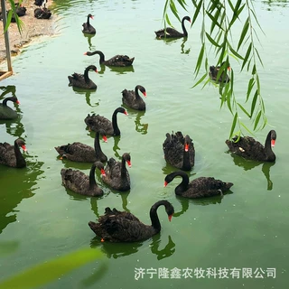 活体黑天鹅出售浙江地区有销售观赏黑天鹅的吗山东黑天鹅养殖场