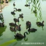 山东浙江观赏地区黑天鹅