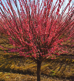 һ�����l÷������ԭ���t÷С��G÷���޽ӹ���tͥԺ�ͺ������L��