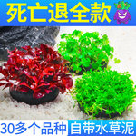 水草鱼缸植物真草活体增氧阴性淡水鱼草新手懒人水榕造景水培坨草