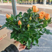 欧月果汁阳台灌木月季大苗多季开花大花月季别墅阳台植物蔷薇花苗