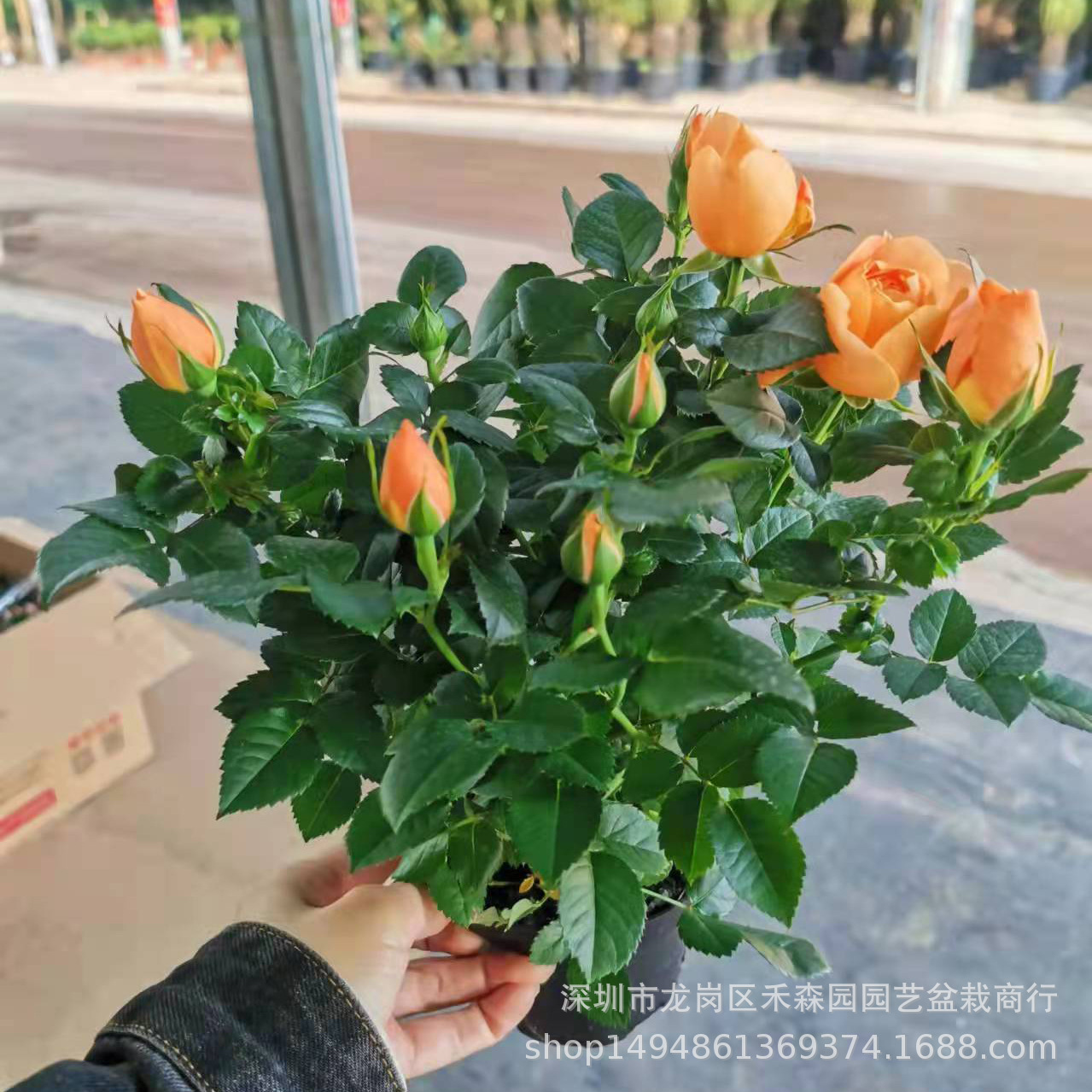 欧月果汁阳台灌木月季大苗多季开花大花月季别墅阳台植物蔷薇花苗