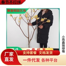 һ�����l�Y����煲���Y����ͥԺ�@�־G���Y�㻨��ľ��������Y��