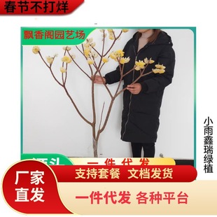 һ�����l�Y����煲���Y����ͥԺ�@�־G���Y�㻨��ľ��������Y��