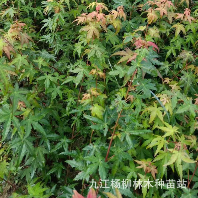 鸡爪槭小苗 鸡爪槭小苗批发 鸡爪槭树苗价格 彩叶树槭树批发