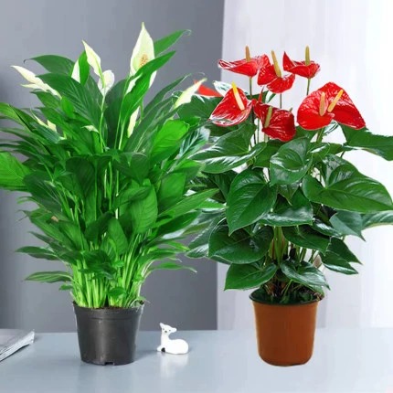 [2포트 패키지] 특급 안스리움 + 특급 화이트 팜 + [오리지널 포트] + 영양액