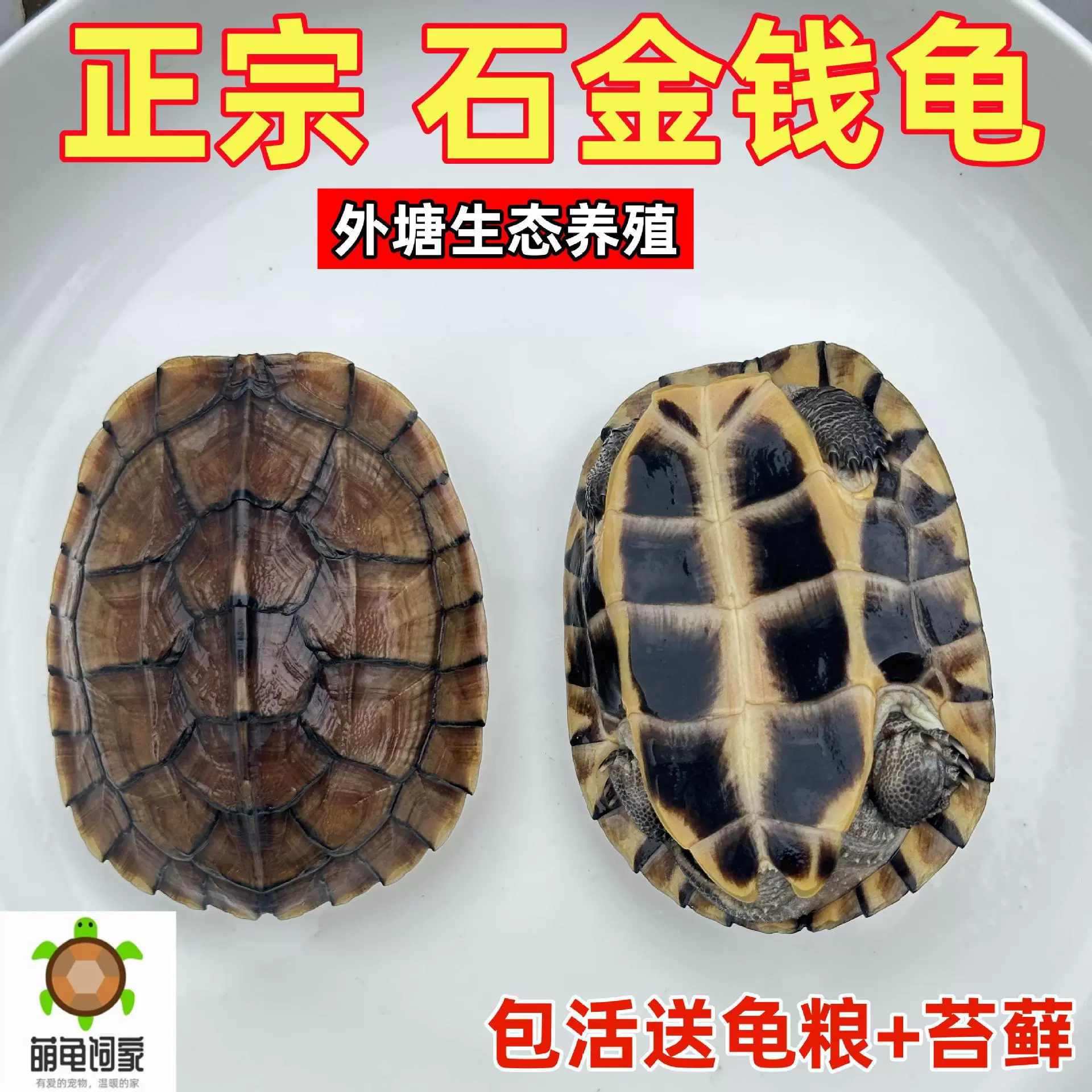 金钱龟活体龟观赏网红小乌龟长寿情侣龟南石金钱龟小青宠物龟