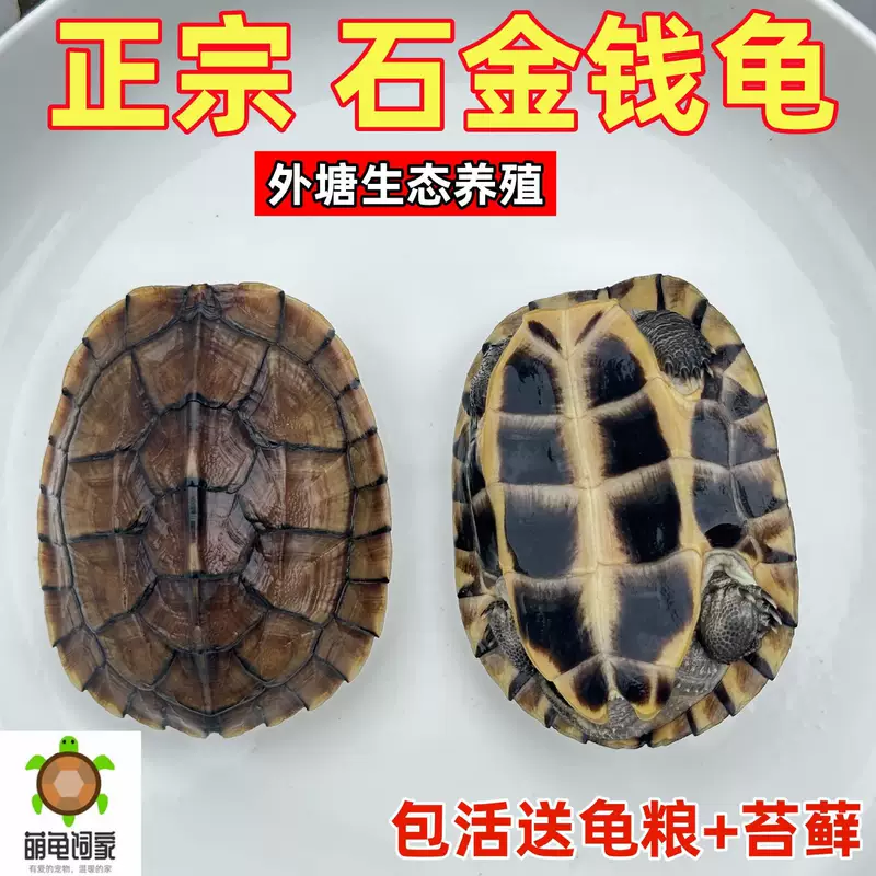 金钱龟活体龟观赏网红小乌龟长寿情侣龟南石金钱龟小青宠物龟