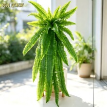 �羳���R�d24�~���沨˹ާ�~�Gֲ�b�ާ�ֲ�ﲨʿ�Dާ�~��˹��