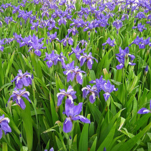 The Base Supplies Greening Hydroponic Plants, Aquatic Irises, Blue Flowers, and Yellow Flower Irises to Purify Water Quality
