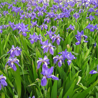 基地供应绿化水培植物 水生鸢尾  蓝花   黄花鸢尾净化水质