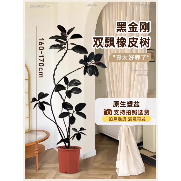 [대기 부동 가지] 이중 부동 가지 고무나무-1.6- 1.7m - 원래 고무 냄비