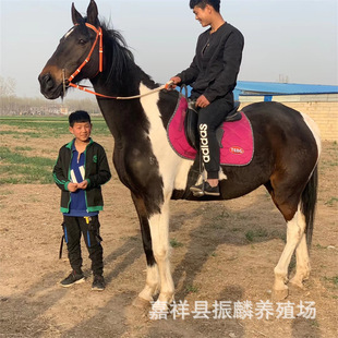 �������B�R�� �����T���R��Ѫ�R�����ɹ��R �����R  �Rƥ�r��