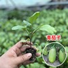 Four Seasons Vegetable seedlings, tomato seedlings small seedlings, spring planting seedlings, pepper tomato eggplant strawberry seedlings, wholesale