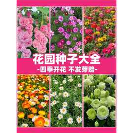 花园种子大全太阳花种籽四季种花卉耐寒庭院室内外盆栽向日葵种子