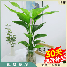 水培天堂鸟植物ins风桌面小绿植鲜活鹤望兰盆栽绿植室内客厅花卉