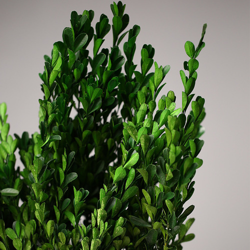 Everlasting flowers, boxwood leaves, dried flowers, bouquets, handmade diy creative flowers, home decoration, photography, leaf raw materials, wholesale