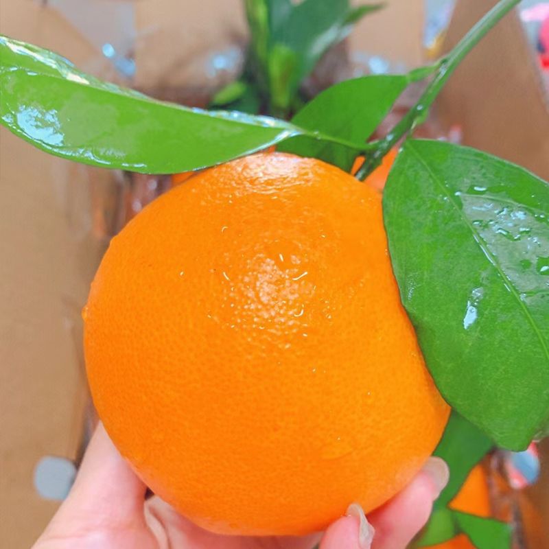 75mm(포함)-80mm(제외)-계절과일 여름오렌지 5kg 박스포함 [신규날짜++신제품출시]