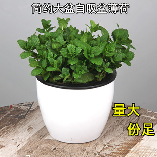 �������Կ�ʳ�ñ������m��ˮ���҃���������Gֲ����ֲ�����ֲ��