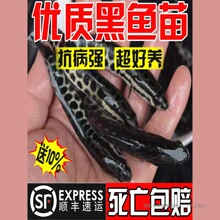 黑鱼苗淡水养殖食用好养乌鳢生财鱼苗活体冷水观赏鱼小批发乌鱼苗