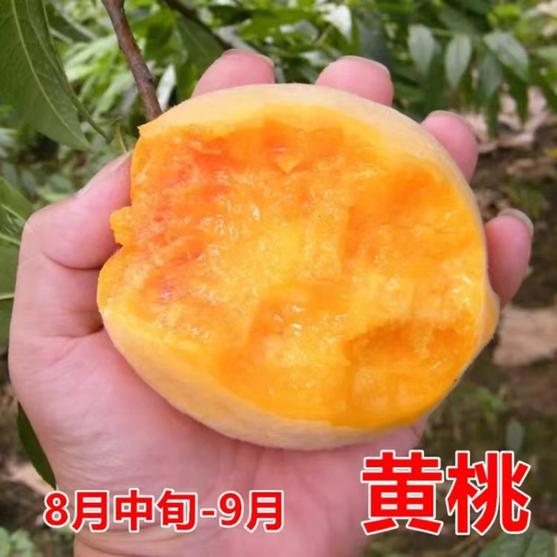 四川黄桃苗 重庆黄桃苗 贵州黄桃苗 云南黄桃苗 湖北炎陵黄桃苗