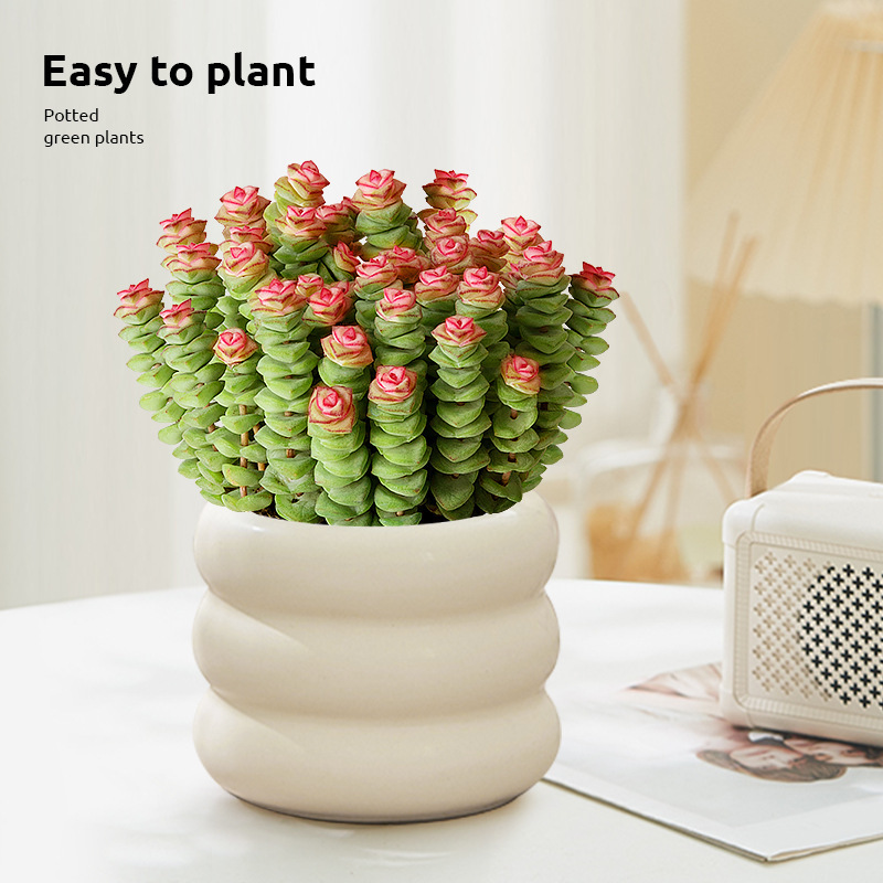 Money Plant Succulent Small Potted Office Desktop Easy-To-Care-For Foliage Flower Multi-Headed Old Stump Easy to Maintain All Seasons