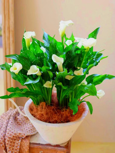 Dropshipping Colorfulful Calla Lily Bulbs Imported Perennial Root Blocks Hyacinth Lily Florals Cold-Resistant Courtyard Sun