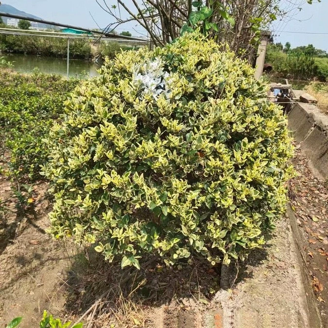 [Оптовая продажа с базы] Цветочный лист Лигуструм шар P50-180CM/высококачественные корни/высокая выживаемость