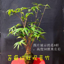 正品日本红竹红观音竹朱竹紫寒竹室好养绿植盆栽四季长青称鸿运竹