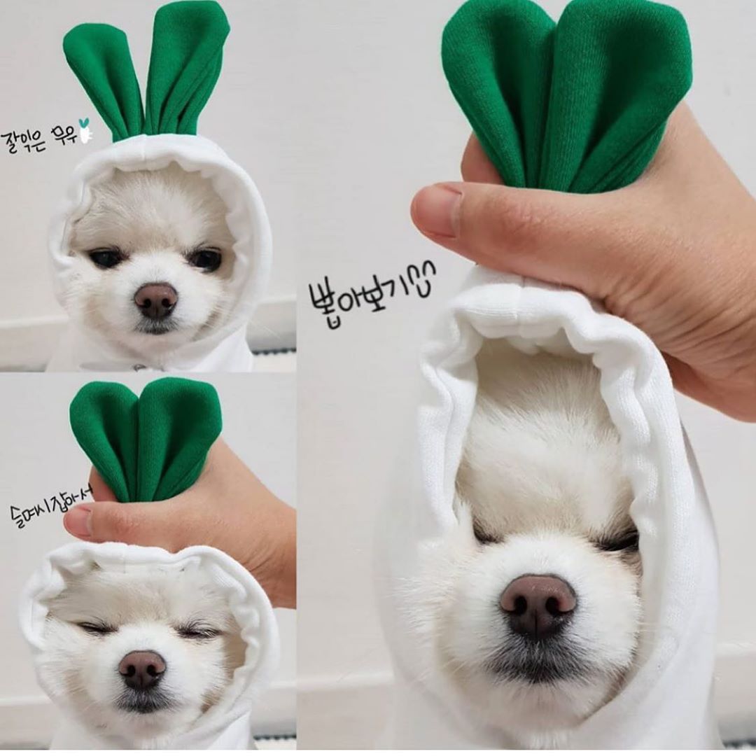 조임끈 무