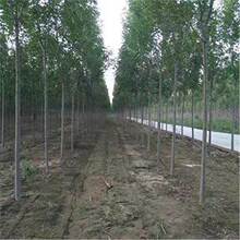 Ϟ Ϟ ϞС ͥԺNֲGľ