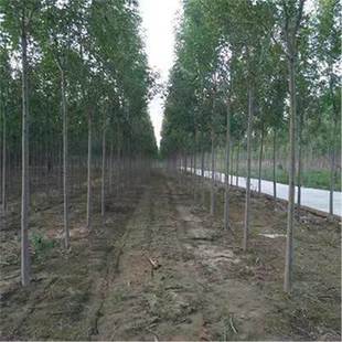 ��Ϟ����� ������Ϟ���� ������ϞС�� ͥԺ����Nֲ��G����ľ