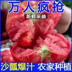 生吃西红柿新鲜沙瓤大番茄自然熟地头现摘水果粉柿子整箱包邮