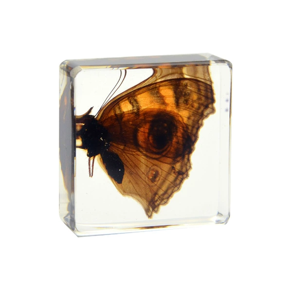 3.8cm small square peacock eye