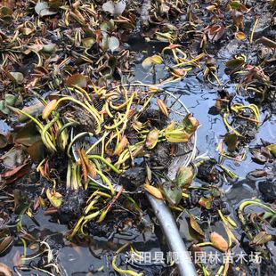 Aquatic Florals Water Lilies Hydroponic Plant Pots Water Lily Roots Sun-Loving Garden Forest Plants