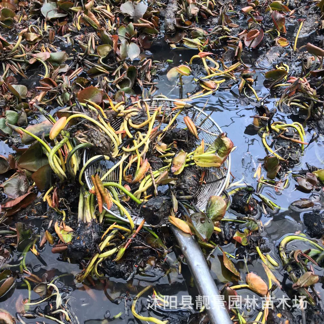 Водные цветы Водяные лилии Гидропонные растения Водяные лилии Корень Xifang Садовые растения