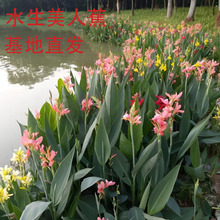 ���ع����ۻ�ˮ�����˽��˹����u����ͦˮֲ���ؾG���쾰������