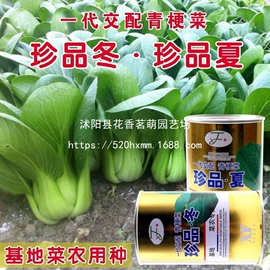 种子;盆栽;种球