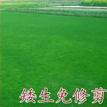 草籽四季常青免修剪草坪种子果岭草护坡草皮狗牙根耐寒绿化草种孑