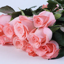 鲜花玫瑰花花束红玫瑰香槟卡布基诺玫瑰装饰摆件鲜花厂家直销包邮