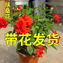 ��ɣ�������ذꎧ�����tɫ���ĵ�����̨�ļ��_�����҃�ֲ��Gֲ