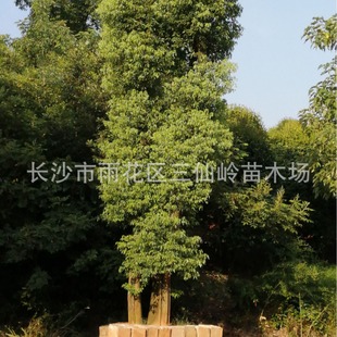 �������l���Ԇ�ľ���������� ���^���U������ �@�־G�����^��