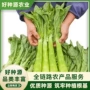 科兴四季夏季尖叶种子