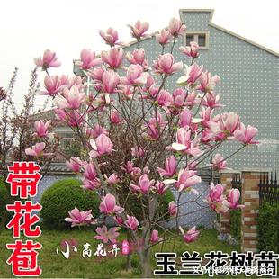 �e��ͥԺ�е��G���_������ľ���m�������Ե��Լ޽Ӽt�����S���m��