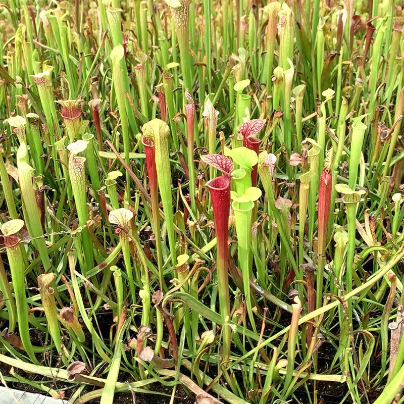 Longueur de feuille d'herbe bouteille jaune 5-10cm