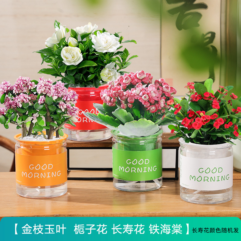 [사계절 꽃] 치자나무 + 철베고니아 + 카네이션 + 황금가지