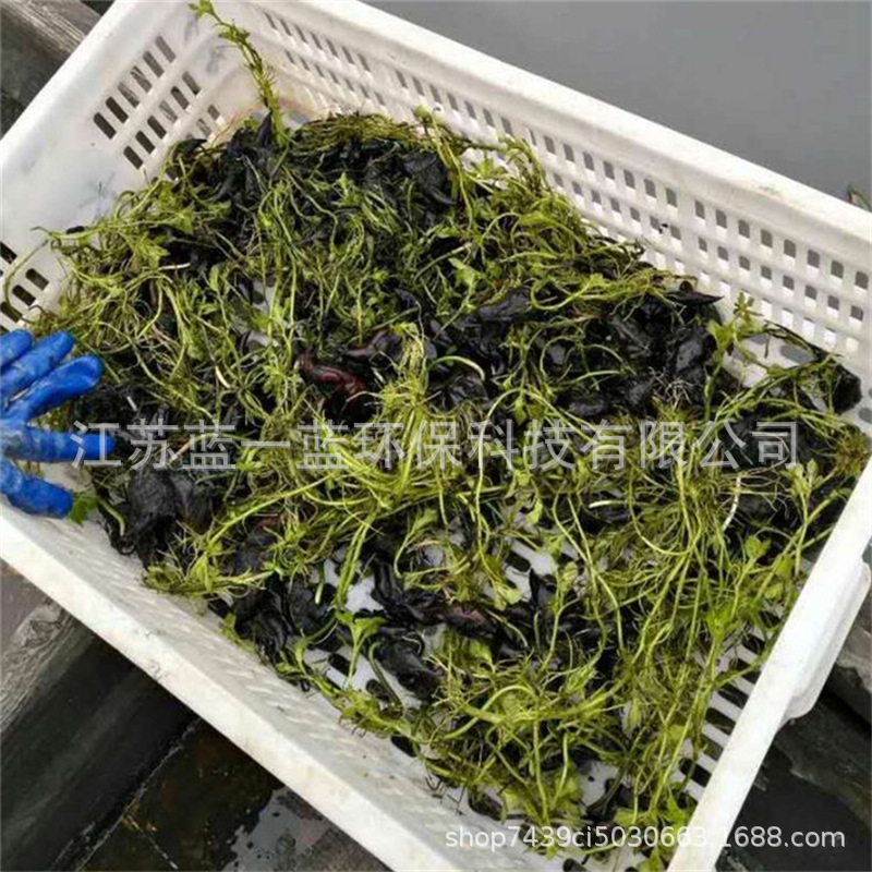 水菱风菱乌菱菱角水栗菱实腰菱水栗基地直供 水质净化承包种植-阿里巴巴