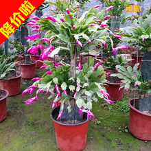 �����Ƽ޽�зצ�m�p�Ӽ޽�����ɻ����Ԏ�����ɫ�ļ�����ֲ���辰